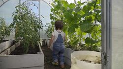 Little girl watering tomatoes and cucumbers in the greenhouse Stock Footage