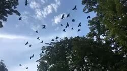 Crows flock fly over the treetops. Stock Footage