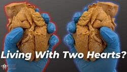 Can YOU Build a Human With TWO Hearts?? Instructional Video