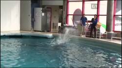 Are dolphins the earths most  intelligent animals  News Clip