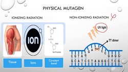 Types of Mutagens: Phycial, Chemical & Biological Instructional Video