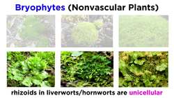 Bryophytes and the Life Cycle of Plants Instructional Video