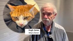 How a cat came back to a couple settling on P.E.I., after vanishing on the road from Ontario News Clip