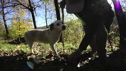 CLEAN : On the hunt for truffles in northern Italy News Clip
