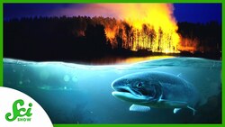 Why Fish Care About Forest Fires Instructional Video
