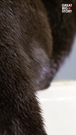 Meet Olivia, the playful north American river otter pup Instructional Video