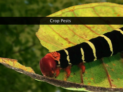Crop Protection: Pests Instructional Video