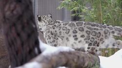 A Pair of Playful Snow Leopards Enjoy a Rare Snow Day in San Diego Instructional Video