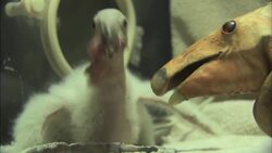 Zookeepers Care For a Newborn Condor Chick Instructional Video