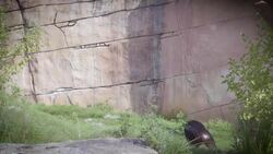 This Young Chimp Needed a Life-Saving Medical Procedure and He Got It! Instructional Video