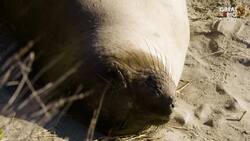 Working with Seals to Explore the Deep Instructional Video