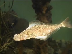 Exploring Marine Biomes: Summing Up Instructional Video