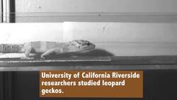 The need for speed! Instructional Video