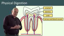 Physical Physical Digestion: The Role of Teeth and Other Digestive Processes Instructional Video