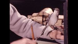 1970s: Man brushes stuffed bird Stock Footage