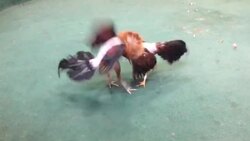 VOICED : Apuestas en dolares y cero politica peleas de gallos en Venezuela se adaptan a la crisis News Clip