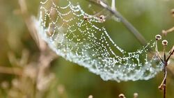 Water drops on spider web Stock Footage