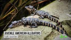 The Secret of Regeneration in... Alligators Instructional Video