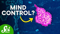 The Truth About the Gut to Brain Connection Instructional Video
