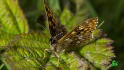 Why Would a Butterfly Need a Bridge? Instructional Video