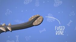 I WONDER - How Did The Ankylosaurus Use Its Tail? Instructional Video