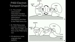Cytochrome P450 Electron Sources (P450 Reductase or Adrenodoxin) Instructional Video
