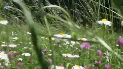 beautiful wildflowers in a garden Stock Footage