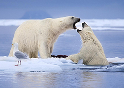 Melting Instructional Video