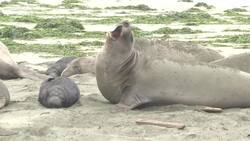 Seals invade California beach closed in shutdown News Clip