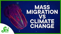 The Carbon Impact of the World’s Largest Mass Migration Instructional Video