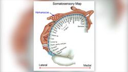 The Impact of Touch on the Brain Instructional Video