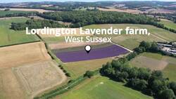 Lavender harvest underway in West Sussex News Clip