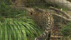 Fewer Than 40 Of These Special Leopards Exist in the World Instructional Video