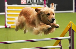 Super dogs: the race to win America’s most famous dog show Instructional Video
