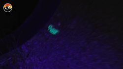 Have you been STUNG in Scorpion City? Instructional Video