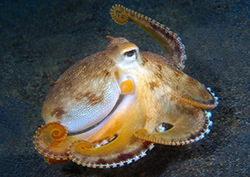 Invertebrates Instructional Video