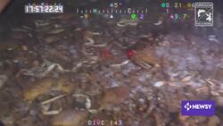 Oceanic Dead Zones Are Worse Than Ever News Clip