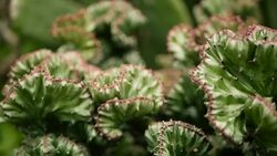 Leafless, spiny, evergreen desert plant cultivated as ornamental in botanical garden. Succulents background, natural pattern. Euphorbia crested cactus in greenhouse. Coral zigzag with pink spines. Stock Footage