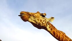giraffe catching feed in africa Stock Footage