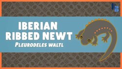 The Bizarre Beast with Pointy Ribs Instructional Video