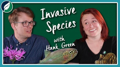 Why Do Invasive Species Get So Much Hate? (Ft. Hank Green)