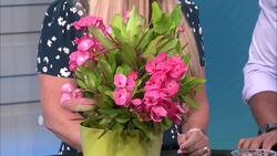 Garden Guide: Plants that do well in heat News Clip