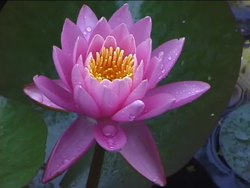 The Importance of Photosynthesis Instructional Video