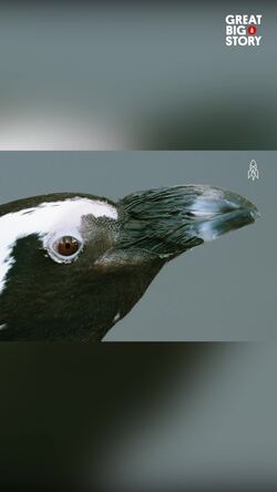 On the brink, the plight of the African penguin Instructional Video