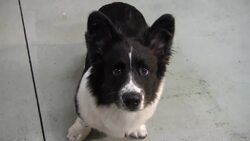 How to Start an Exclusive Secret Club Instructional Video