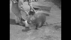 Marie the baby sea lion at San Diego Zoo News Clip