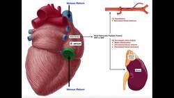 Release & Functions of Atrial Natriuretic Peptide [ANP] Instructional Video