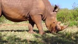 rhino grazing in savanna at africa Stock Footage
