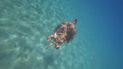 Sea turtle swims in blue sea water aquatic animal underwater video 4K Stock Footage