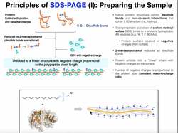 Biotechniques | Principles of SDS-PAGE (Protein Separation) Instructional Video
